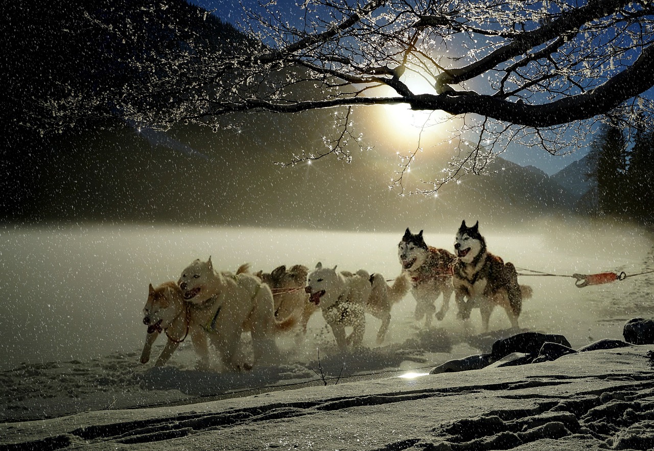 dogs, huskies, animal-2921382.jpg